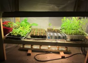 Light For Inside Gardening